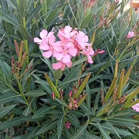 La Casa Di Maya ゲストハウス