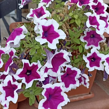 La Casa Di Maya Gæstehus