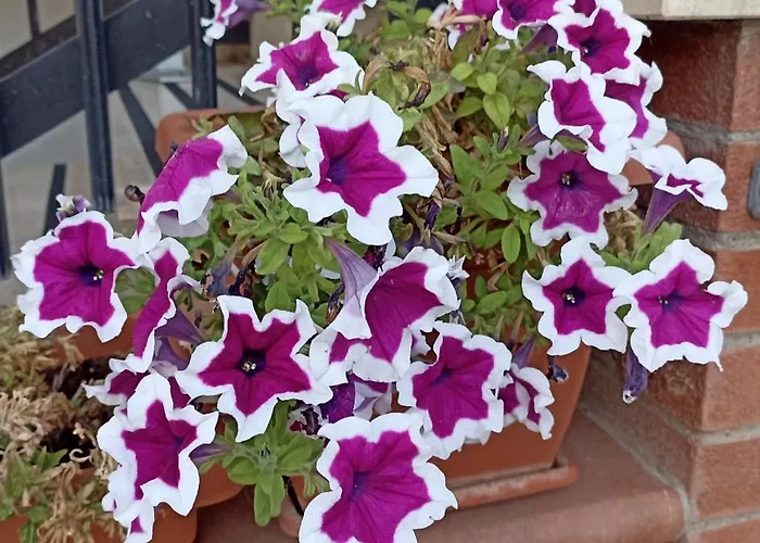 La Casa Di Maya ゲストハウス